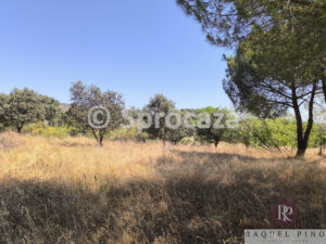 IMG_20260629_115428