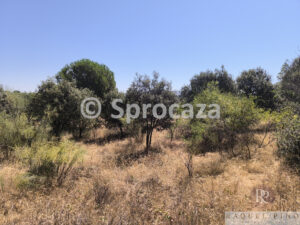 IMG_20260629_115632