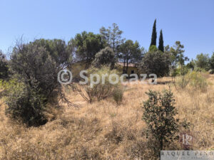 IMG_20260629_115647